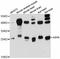 Sarcospan antibody, LS-C747357, Lifespan Biosciences, Western Blot image 