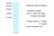 Zinc Finger Protein 174 antibody, 31-221, ProSci, Western Blot image 