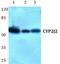 Cytochrome P450 Family 2 Subfamily J Member 2 antibody, PA5-75501, Invitrogen Antibodies, Western Blot image 