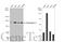 Desmoglein 2 antibody, GTX102508, GeneTex, Western Blot image 