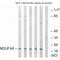 NADH:Ubiquinone Oxidoreductase Subunit A8 antibody, A10547, Boster Biological Technology, Western Blot image 