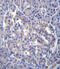 Sestrin 3 antibody, abx026835, Abbexa, Immunohistochemistry paraffin image 