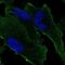 Grid2 Interacting Protein antibody, NBP1-94174, Novus Biologicals, Immunocytochemistry image 