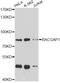 Rac GTPase-activating protein 1 antibody, A5298, ABclonal Technology, Western Blot image 