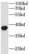 Glycerol-3-Phosphate Dehydrogenase 1 Like antibody, FNab03580, FineTest, Western Blot image 