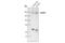 Glutamate Ionotropic Receptor NMDA Type Subunit 2A antibody, 4205S, Cell Signaling Technology, Western Blot image 