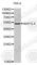 Nucleosome Assembly Protein 1 Like 4 antibody, A2267, ABclonal Technology, Western Blot image 