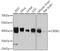 CAMP Responsive Element Binding Protein 1 antibody, 14-218, ProSci, Western Blot image 