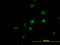 RNA Binding Motif Protein 39 antibody, LS-C133594, Lifespan Biosciences, Immunofluorescence image 