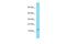 Family With Sequence Similarity 24 Member B antibody, A18413, Boster Biological Technology, Western Blot image 