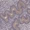 Pleckstrin Homology And RhoGEF Domain Containing G3 antibody, HPA073702, Atlas Antibodies, Immunohistochemistry frozen image 