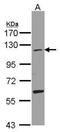 Ubiquitin Like Modifier Activating Enzyme 7 antibody, NBP1-32579, Novus Biologicals, Western Blot image 