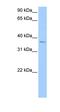 Methyltransferase Like 14 antibody, orb325594, Biorbyt, Western Blot image 