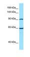 Catenin Alpha 2 antibody, orb326506, Biorbyt, Western Blot image 