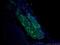 Deltex E3 Ubiquitin Ligase 4 antibody, 25222-1-AP, Proteintech Group, Immunofluorescence image 