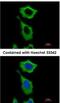 Aldehyde Dehydrogenase 1 Family Member A1 antibody, NBP2-15334, Novus Biologicals, Immunocytochemistry image 