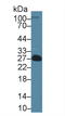 Endothelin 1 antibody, LS-C305432, Lifespan Biosciences, Western Blot image 