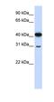 Ovo Like Zinc Finger 2 antibody, orb324801, Biorbyt, Western Blot image 