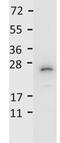 Interleukin 27 antibody, orb345224, Biorbyt, Western Blot image 