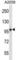 Transmembrane Channel Like 6 antibody, abx027882, Abbexa, Western Blot image 