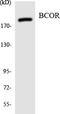 BCL6 Corepressor antibody, LS-C200182, Lifespan Biosciences, Western Blot image 