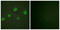 GATA Binding Protein 3 antibody, LS-C198993, Lifespan Biosciences, Immunofluorescence image 