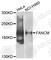 FA Complementation Group M antibody, A7602, ABclonal Technology, Western Blot image 