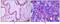 Membrane Metalloendopeptidase antibody, MA5-15231, Invitrogen Antibodies, Immunohistochemistry paraffin image 