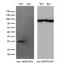 Rho GDP Dissociation Inhibitor Alpha antibody, GTX84860, GeneTex, Western Blot image 