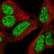 CWC25 Spliceosome Associated Protein Homolog antibody, HPA062997, Atlas Antibodies, Immunofluorescence image 