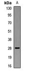 Myelin-oligodendrocyte glycoprotein antibody, orb412341, Biorbyt, Western Blot image 