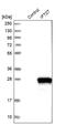 Intraflagellar transport protein 27 homolog antibody, PA5-53795, Invitrogen Antibodies, Western Blot image 