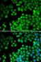 Lysine Methyltransferase 2E antibody, LS-C334521, Lifespan Biosciences, Immunofluorescence image 