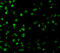 Sterile Alpha And TIR Motif Containing 1 antibody, 3295, ProSci, Immunofluorescence image 