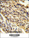 Thyroid Hormone Receptor Interactor 13 antibody, 61-545, ProSci, Immunohistochemistry paraffin image 
