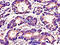 Tubulin Alpha 4a antibody, orb46227, Biorbyt, Immunohistochemistry paraffin image 