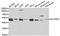 Suppressor Of Variegation 3-9 Homolog 2 antibody, orb178587, Biorbyt, Western Blot image 