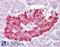 Potassium voltage-gated channel subfamily KQT member 1 antibody, 42-762, ProSci, Enzyme Linked Immunosorbent Assay image 