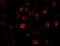 GAPDH antibody, 3781, ProSci Inc, Immunofluorescence image 