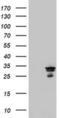 Mitochondrial Translational Initiation Factor 3 antibody, MA5-26442, Invitrogen Antibodies, Western Blot image 