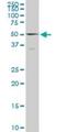 TUB Like Protein 2 antibody, H00007288-M03, Novus Biologicals, Western Blot image 