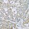 Cytochrome C Oxidase Subunit 6A1 antibody, PA5-76153, Invitrogen Antibodies, Immunohistochemistry paraffin image 