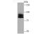 Cullin 1 antibody, A00658, Boster Biological Technology, Western Blot image 