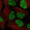 SWI/SNF Related, Matrix Associated, Actin Dependent Regulator Of Chromatin, Subfamily A Like 1 antibody, HPA020337, Atlas Antibodies, Immunofluorescence image 