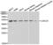 Galectin 3 antibody, abx001250, Abbexa, Western Blot image 