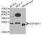 Brain Expressed X-Linked 3 antibody, A7296, ABclonal Technology, Western Blot image 