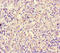 REST Corepressor 1 antibody, LS-C679308, Lifespan Biosciences, Immunohistochemistry paraffin image 