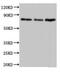 Sad1 And UNC84 Domain Containing 2 antibody, CSB-PA883386LA01HU, Cusabio, Western Blot image 