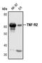 TNF Receptor Superfamily Member 1B antibody, PA5-17363, Invitrogen Antibodies, Western Blot image 