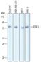 EDIL3 antibody, AF6046, R&D Systems, Western Blot image 